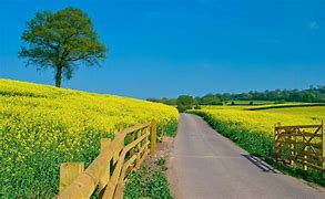 Image result for Summer Farm Scenes