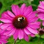 Image result for Echinacea purpurea Purity ®