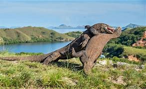 Image result for Biggest Animal On Earth