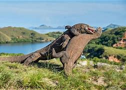 Image result for Top 10 Most Biggest Animals