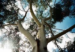 Image result for Tree Camera Shot