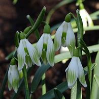 Image result for Galanthus Wifi Schanterelle