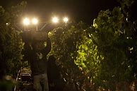 Image result for Pine+Ridge+Chardonnay+Dijon+Clones