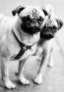 Image result for Pug Life