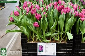 Image result for Tulipa Parrot Prince