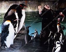 Image result for Danny DeVito Penguin Walking