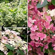 Image result for Hydrangea paniculata Switch Ophelia