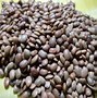 Image result for Horse Gram