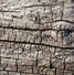 Image result for Dry Wood Texture