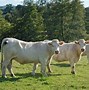 Image result for Charolais Beef Cattle