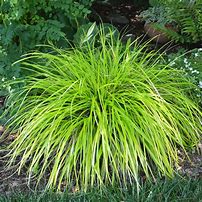 Image result for Carex oshimensis Everoro