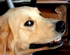 Image result for Dog Using iPhone Meme