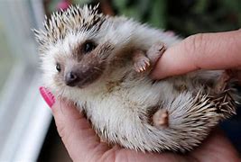 Image result for Mini Hedgehog Pet