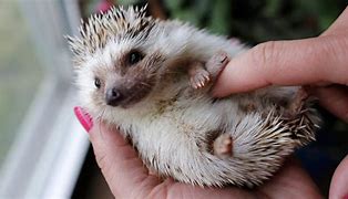 Image result for Cute Pet Hedgehog