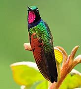 Image result for Lamprolaima Trochilidae