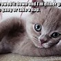 Image result for Soon Cat Meme