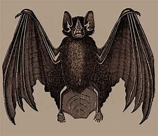 Image result for Humanoid Bat Drawing