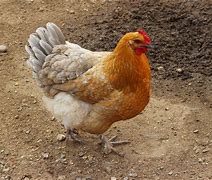 Image result for Galexy Colored Chiken