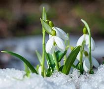 Image result for Winter Snowdrops