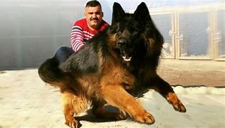 Image result for World Biggest German Shepherd Dog