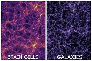 Image result for The Universe Looks Like a Brain Book