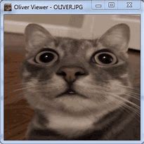 Image result for Cat Staring Contest Meme GIF