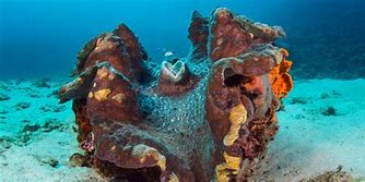 Image result for Giant Clam Ridges