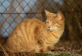 Image result for gato