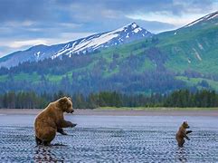 Image result for Vancouver Grizzly