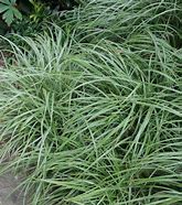 Bildergebnis für Carex Silver Sceptre