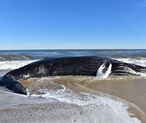 Image result for Dead Humpback Whale