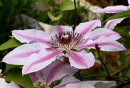 Image result for Clematis Bud
