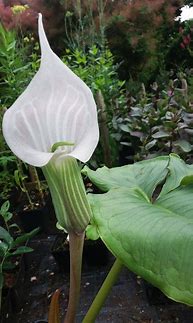 Image result for Arisaema candidissimum