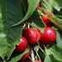 Image result for Prunus avium Compact Stella