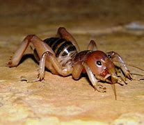 Image result for Bug That Looks Like a Beetle Cricket