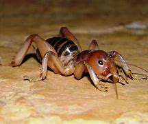 Image result for Cricket Bugs Insects