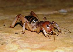 Image result for Beautiful Cricket Bug