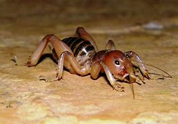 Image result for Brown Cricket Looking Bug