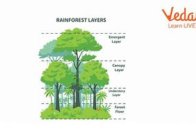 Image result for Interesting Facts About the Rainforest
