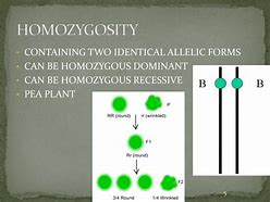 Image result for Homozygosity