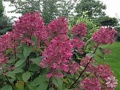 Image result for Hydrangea paniculata Wims Red