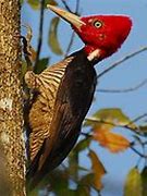 Image result for Campephilus guatemalensis
