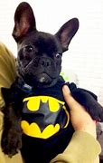 Image result for French Bulldog Batman