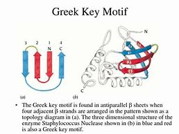 Image result for Greek Key Motif Protein