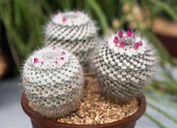 Image result for Mammillaria Hahniana