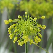 Image result for Allium chloranthum Yellow Fantasy