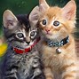 Image result for Cute Cat Live Wallpaper