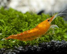 Image result for Orange Fire Shrimp Aquarium