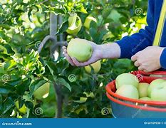 Image result for Pick Apples