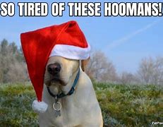 Image result for Holiday Dog Meme